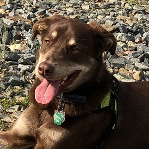 Fundraising Page: Robert Loessin